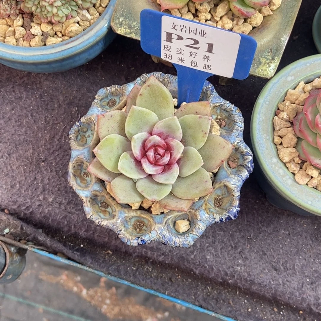 一*水多肉植物香槟111111