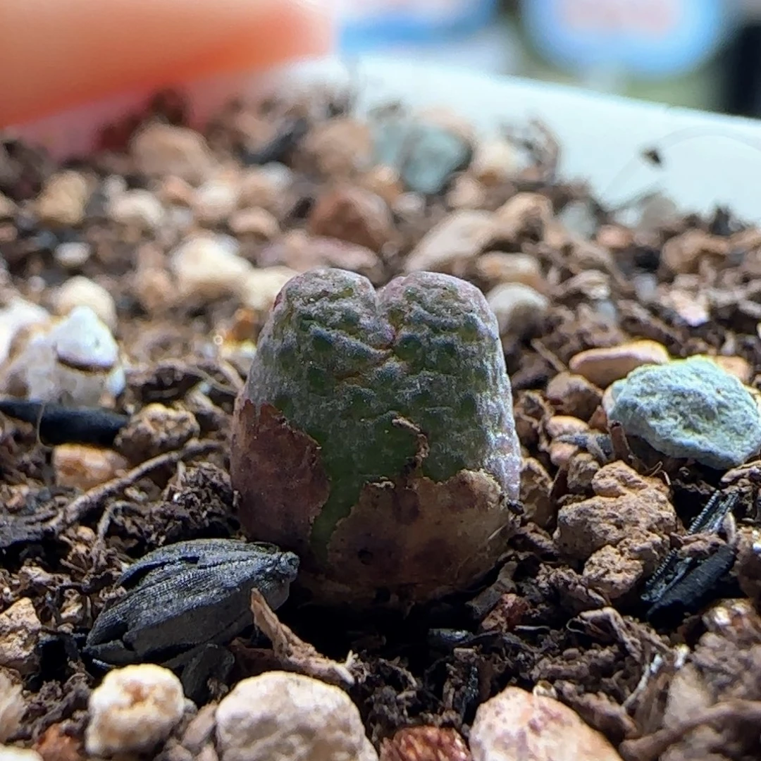 0332/草莓斑马/单头/