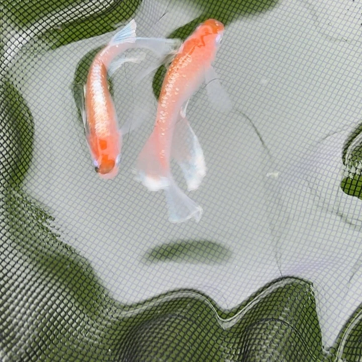 青鳉鱼编号 1 木红赤壁真长鳍一对