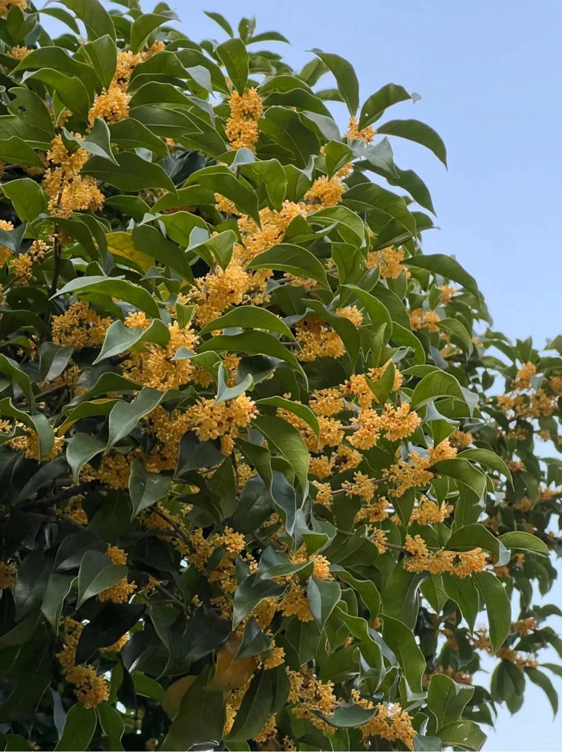 桂花直播间一物一拍，丹桂朱砂桂状元红金桂银桂