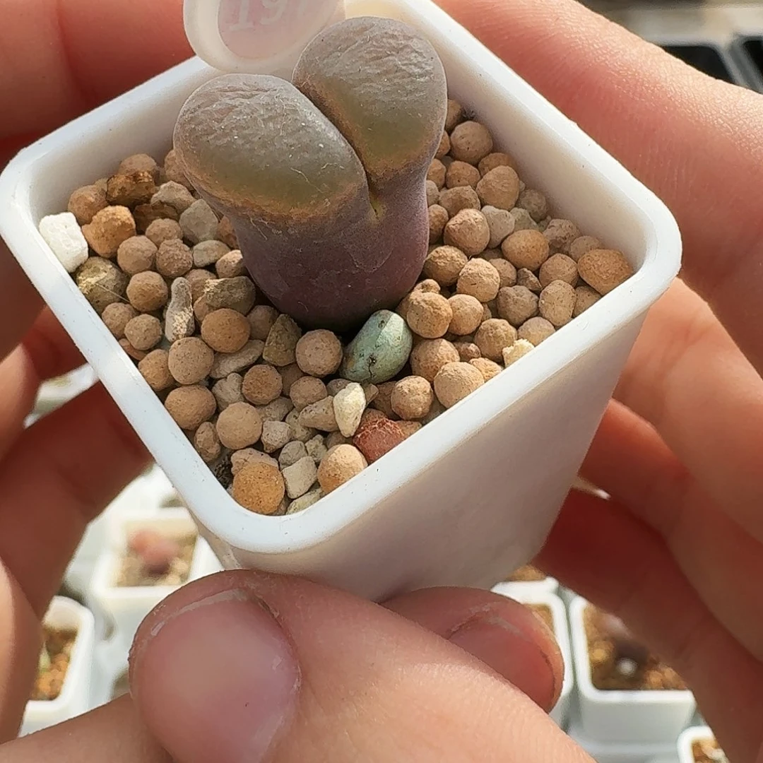 戏***人多肉植物福利风铃185