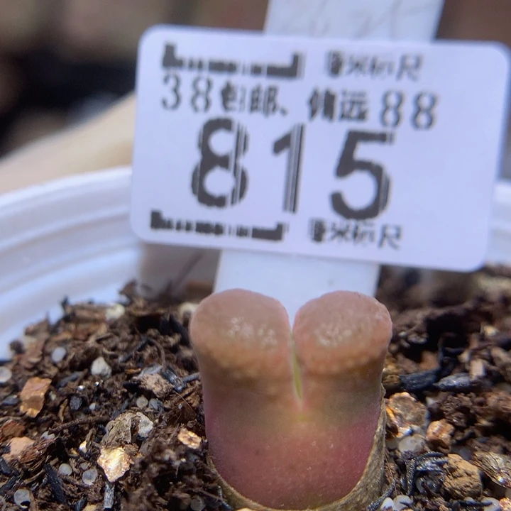 zzzz zzz好可爱815