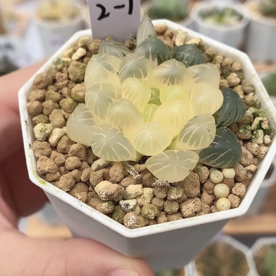 冰灯十二卷多肉植物