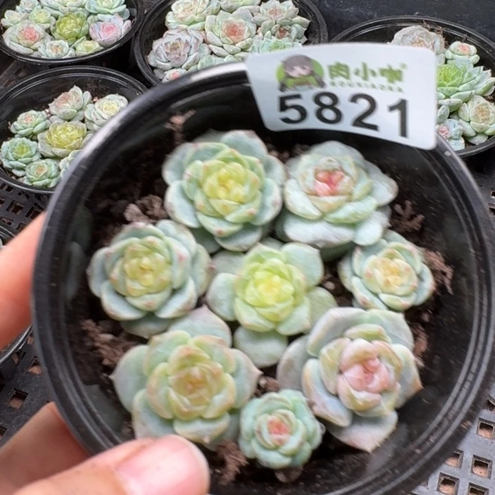 多肉植物多肉植物