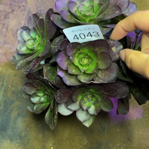 魅金玫瑰多肉植物4043