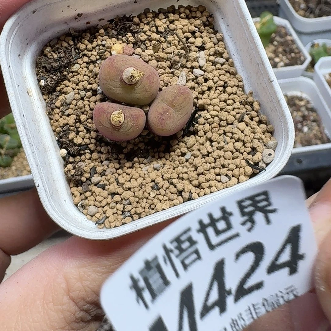 是***～多肉植物的人生ghbi