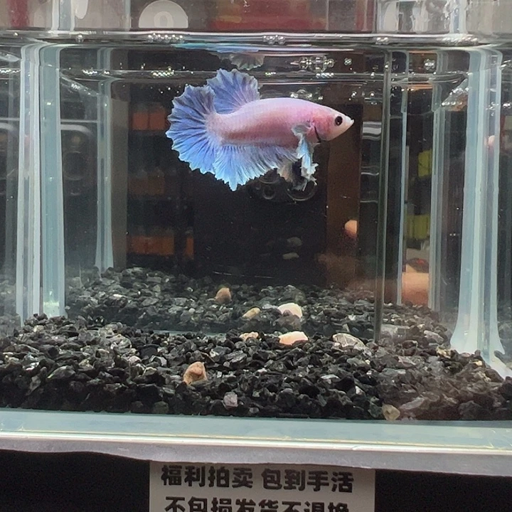 斗鱼竞拍跑单拉黑26日9