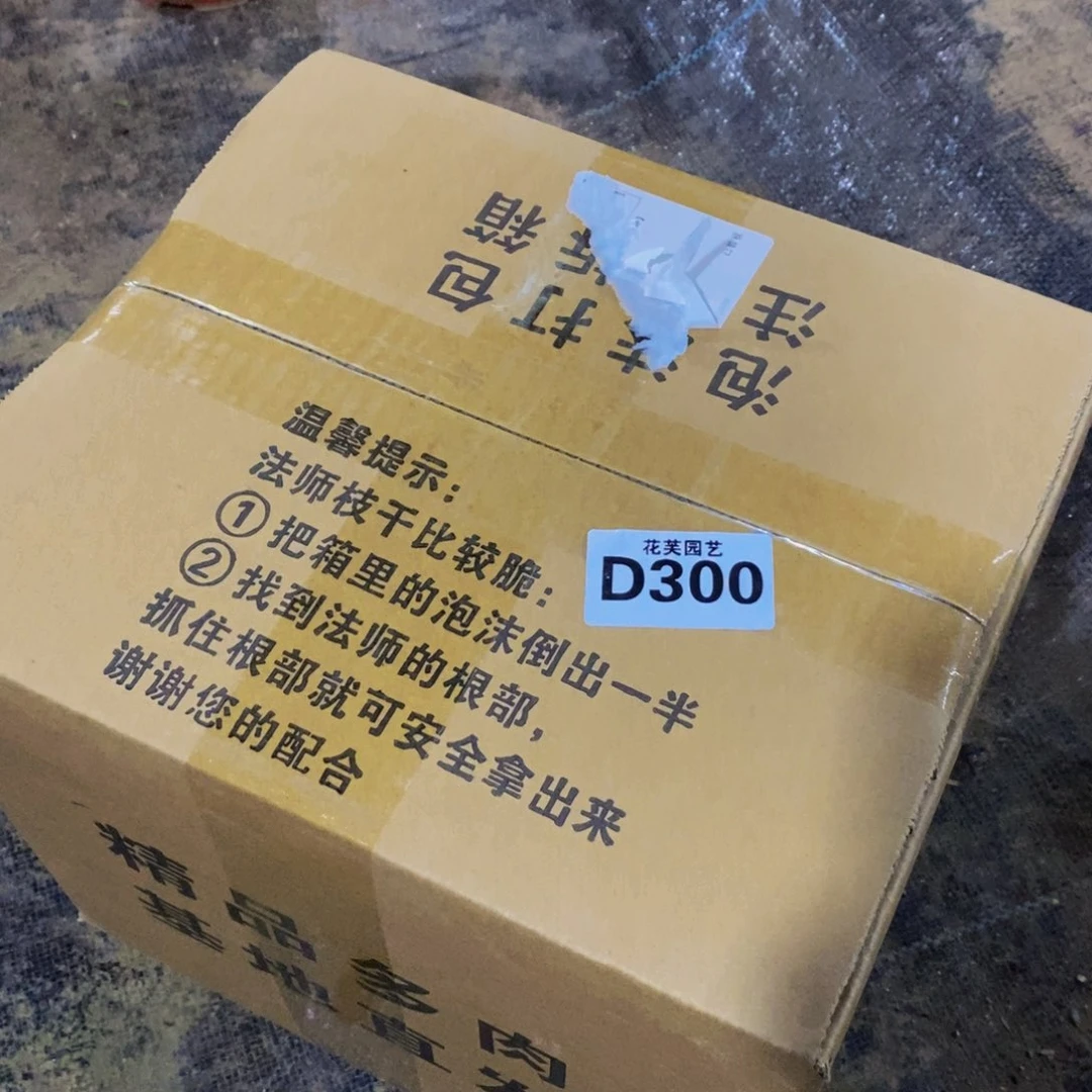 热***活六颗盲派多肉30000