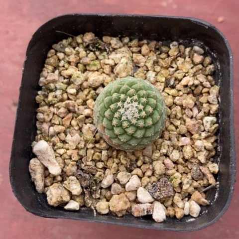 实生菊水2仙人球多肉