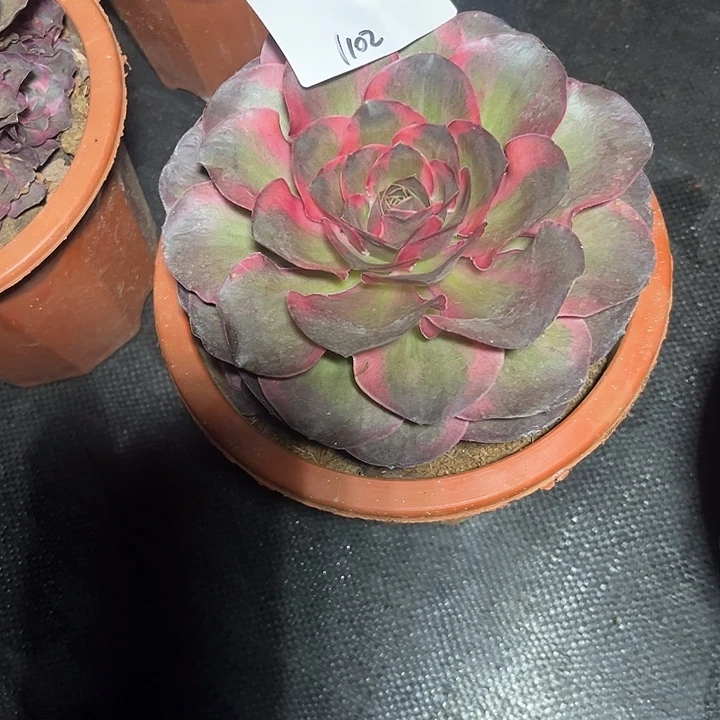 魅锦多肉植物保护1102