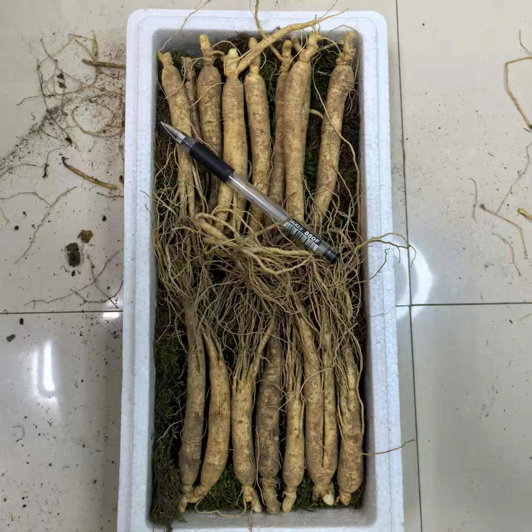【新人福利】长白山现挖新鲜可煲汤泡酒适合中老年滋补