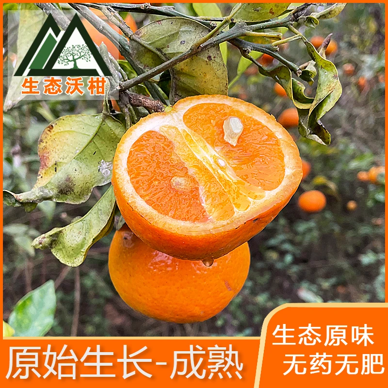生态老品种沃柑丑柑果浓汁多自然熟自然红化渣风味十足