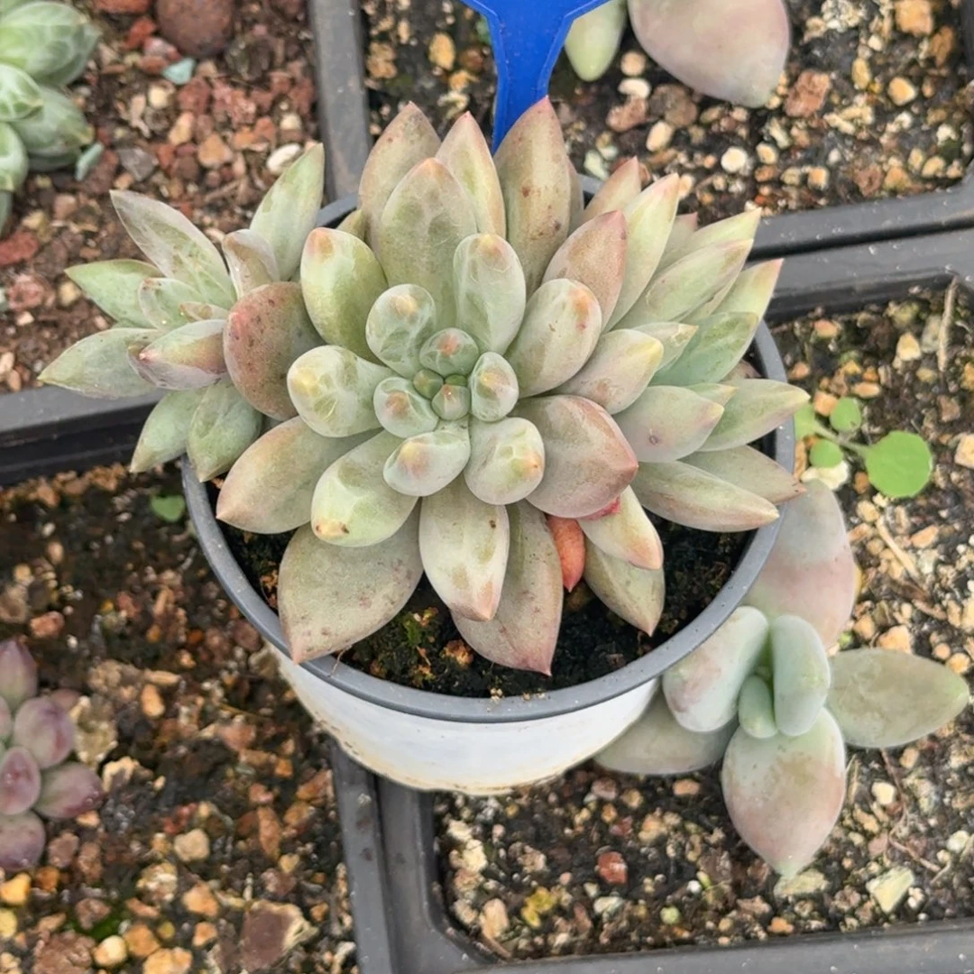 多肉植物胖体水晶球127