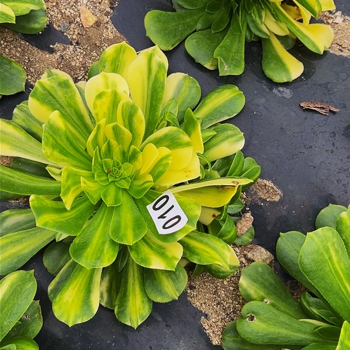 010五彩琉璃多肉植物处理不售后