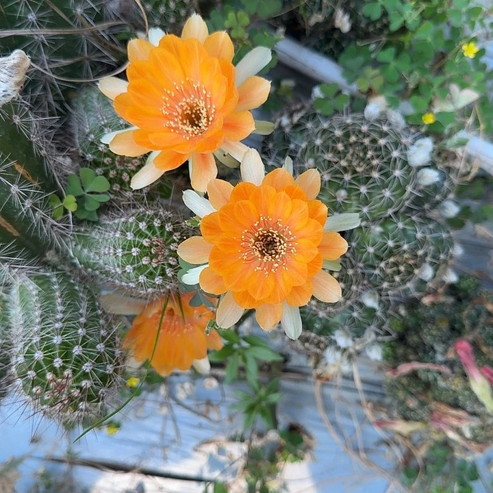 丽花仙人球群生60