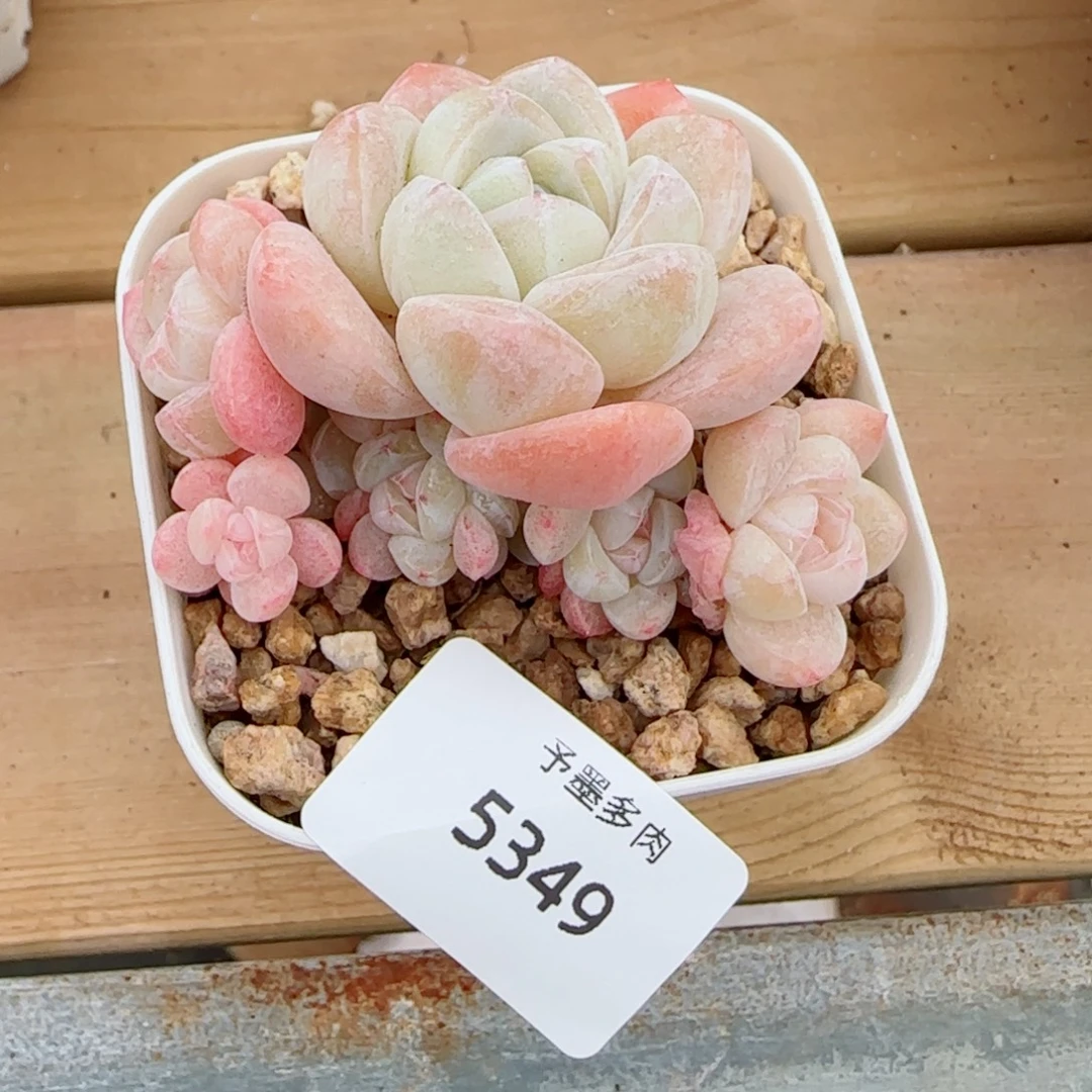 冰玉，5349带盆发不包整