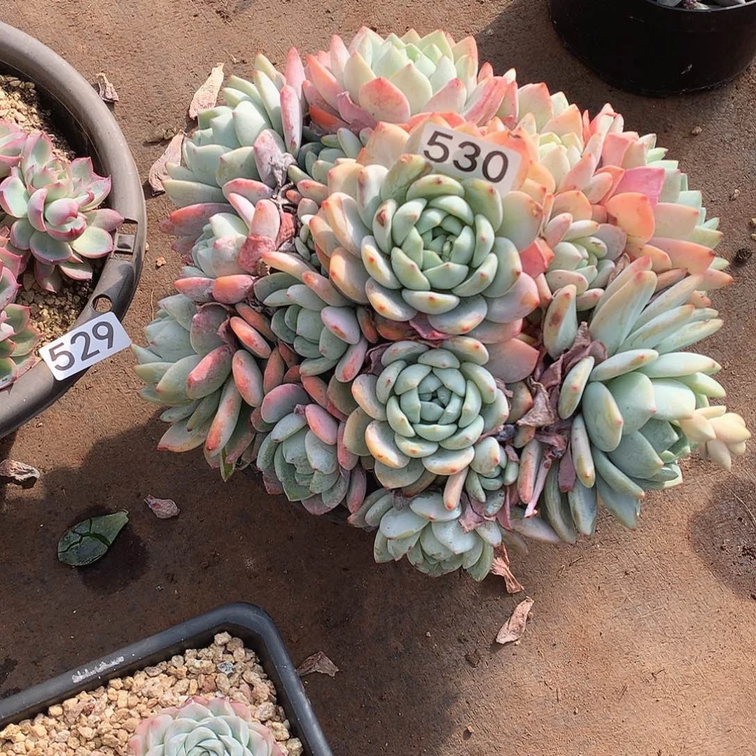 530冷香 一物一拍多肉