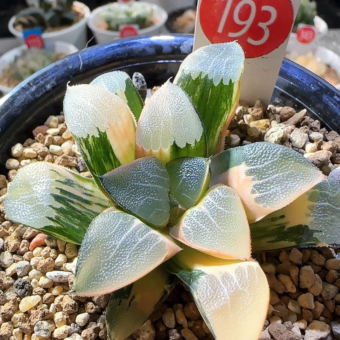 193号丸叶克锦一物一拍带盆土