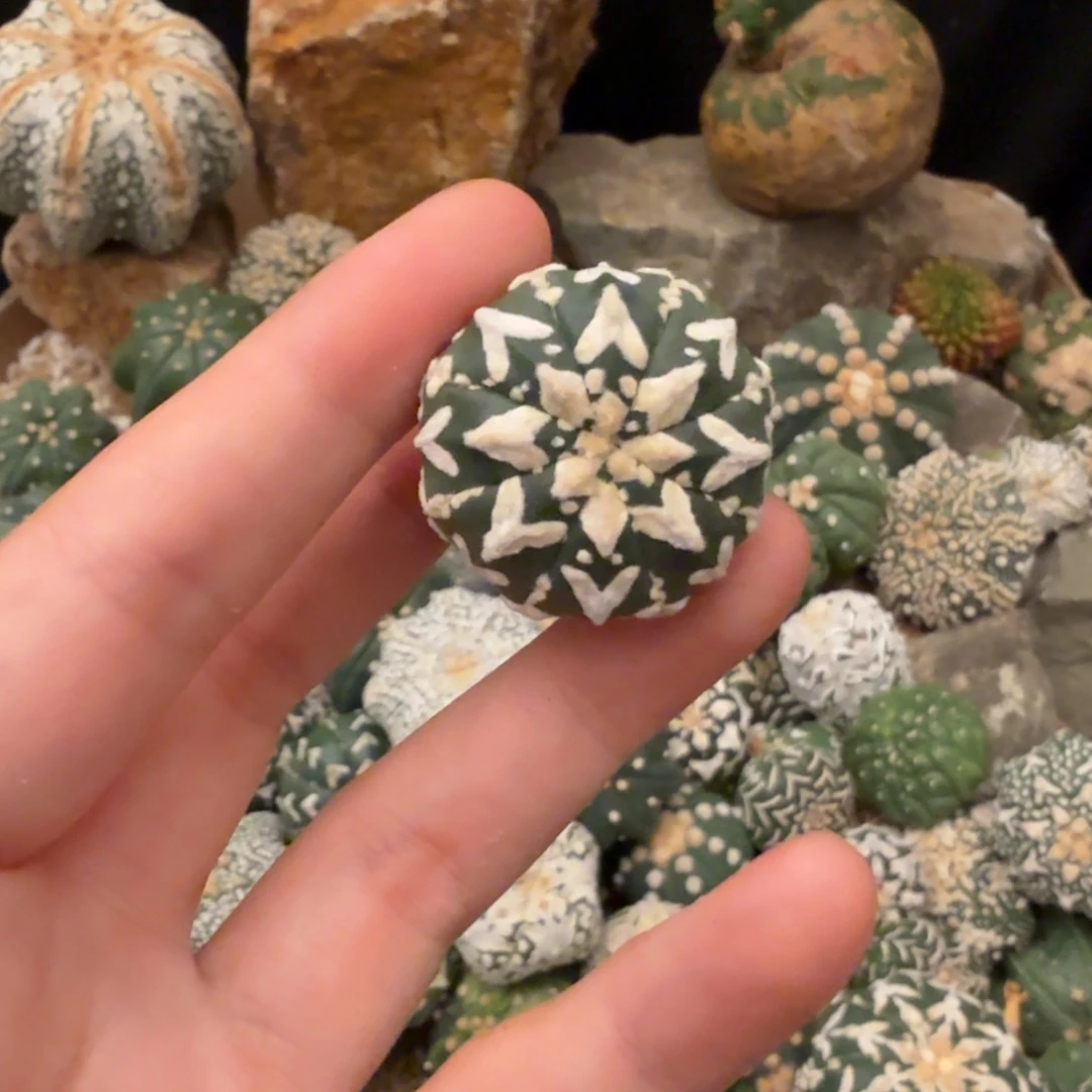 v兜哈哈哈哈哈哈哈哈