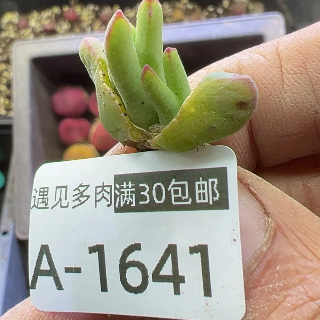 小****你多肉植物111111111111111