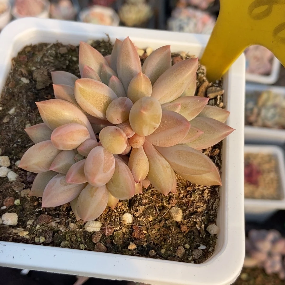 1088车厘子多肉植物保护