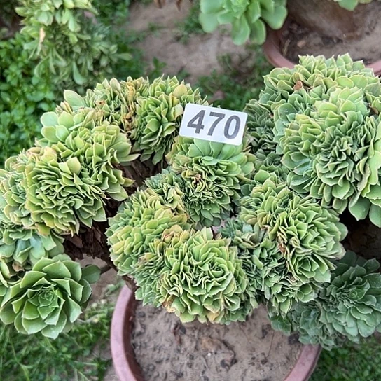 x***儿多肉植物一个绿玫瑰470