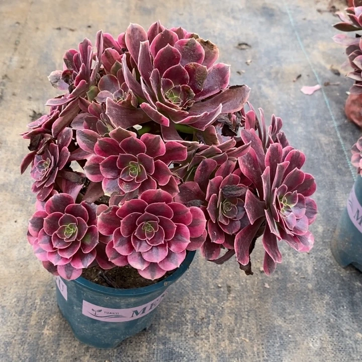 凤冠81多肉植物法师法师法师