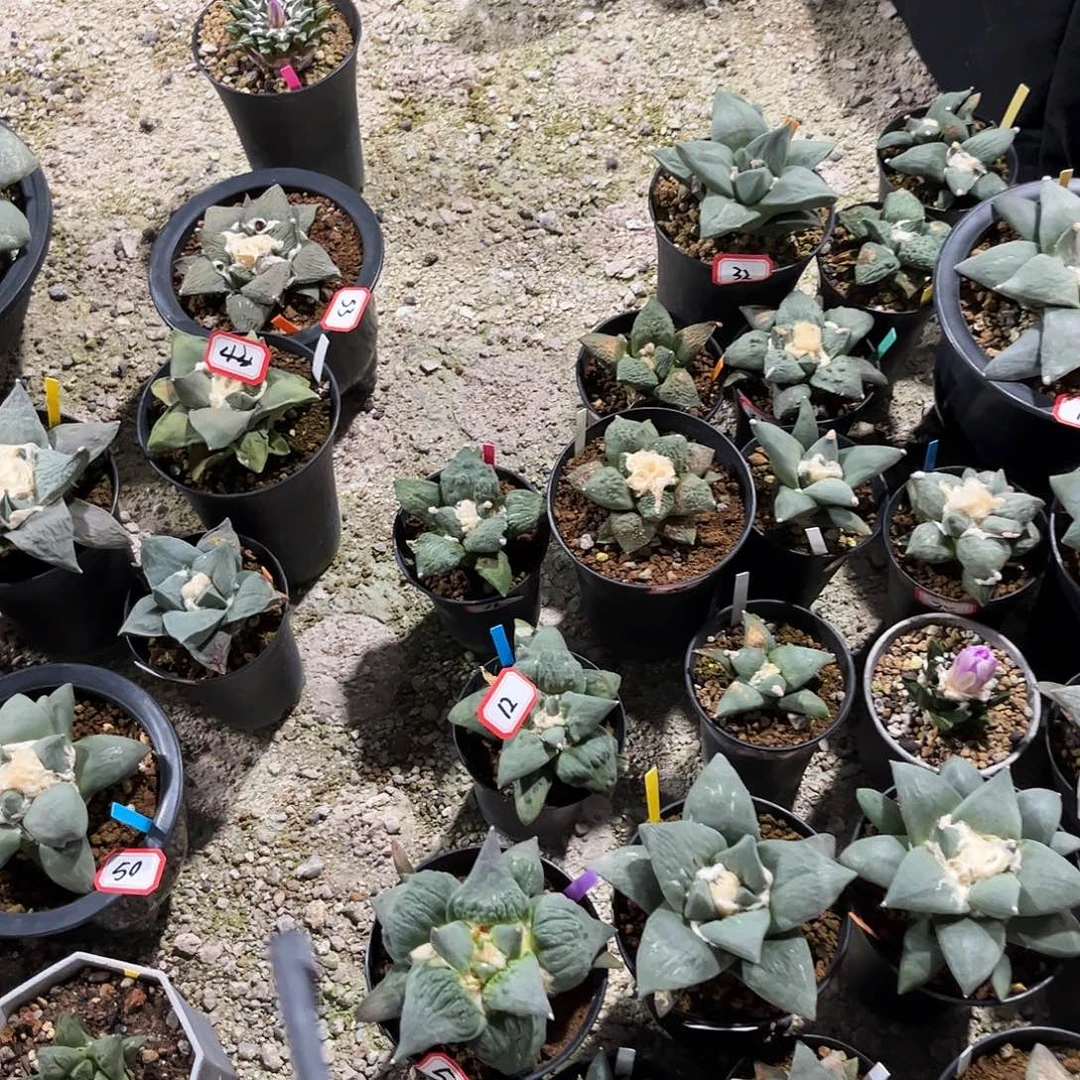 超***腿小短腿补差价50元