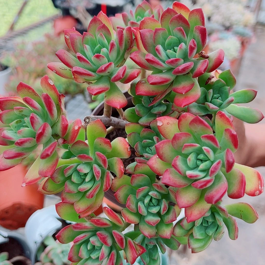 红枝莲多头群生老桩