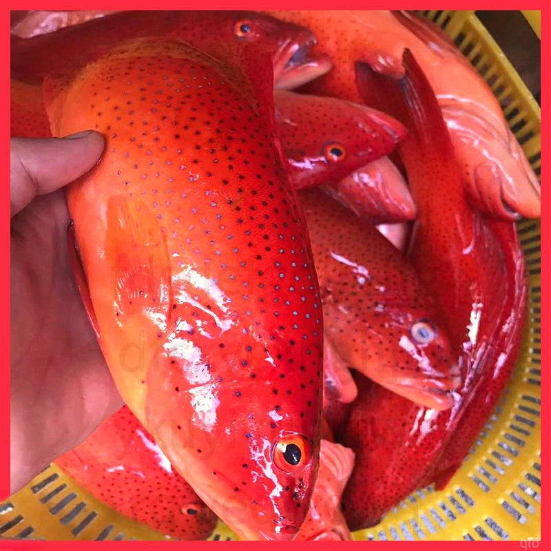 顺丰冷链新鲜野生海捕大红东星斑石斑鱼鲜活速冻海鲜