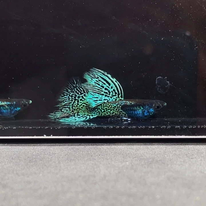 孔雀鱼金属蓝蛇大背单词