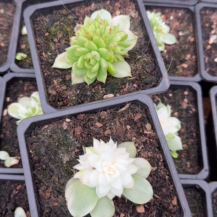 一组黑水晶锦底座群