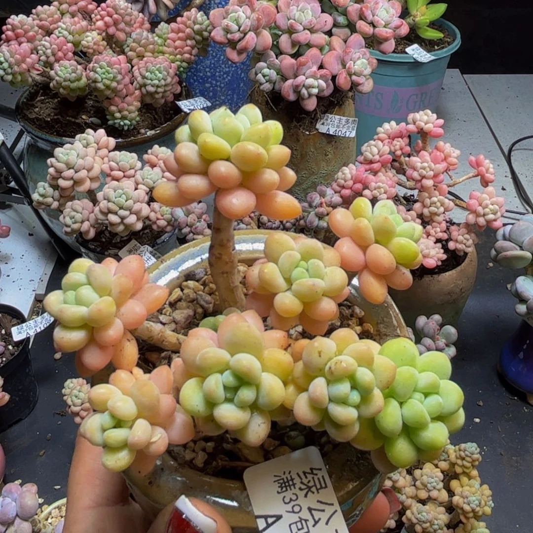 洛可可4154/8cm多肉