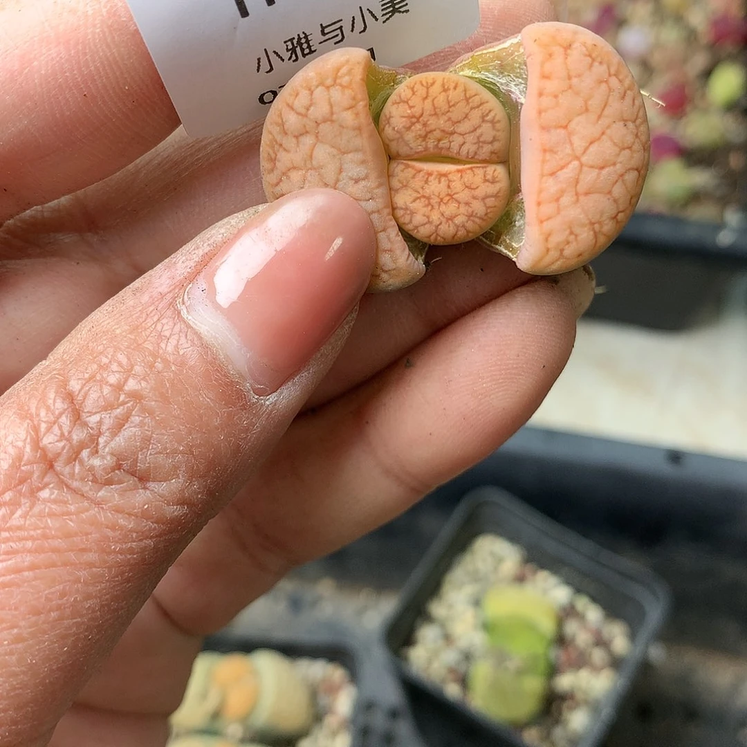 H67多肉植物保护研究所