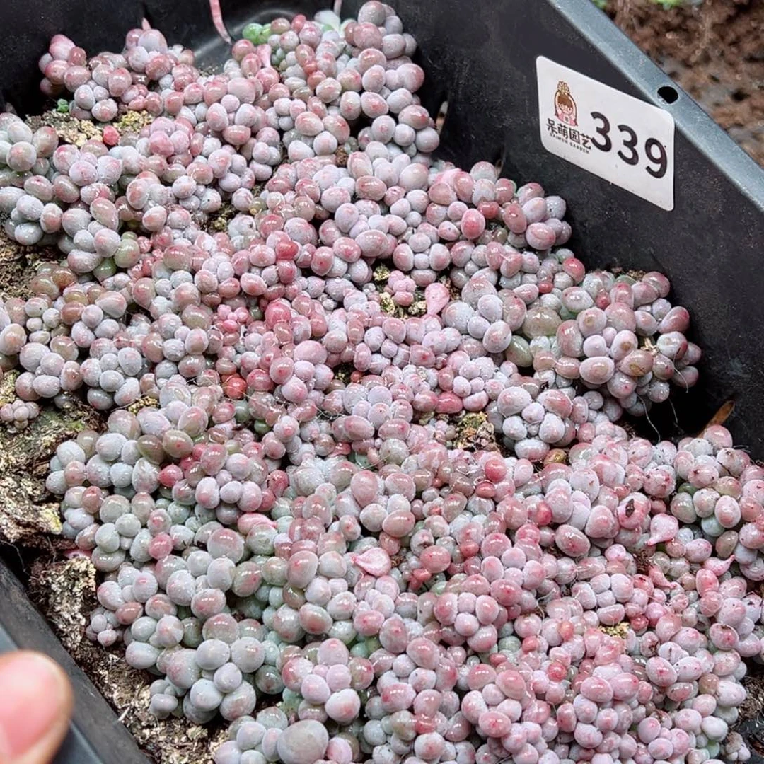 淺*多肉植物多肉植物