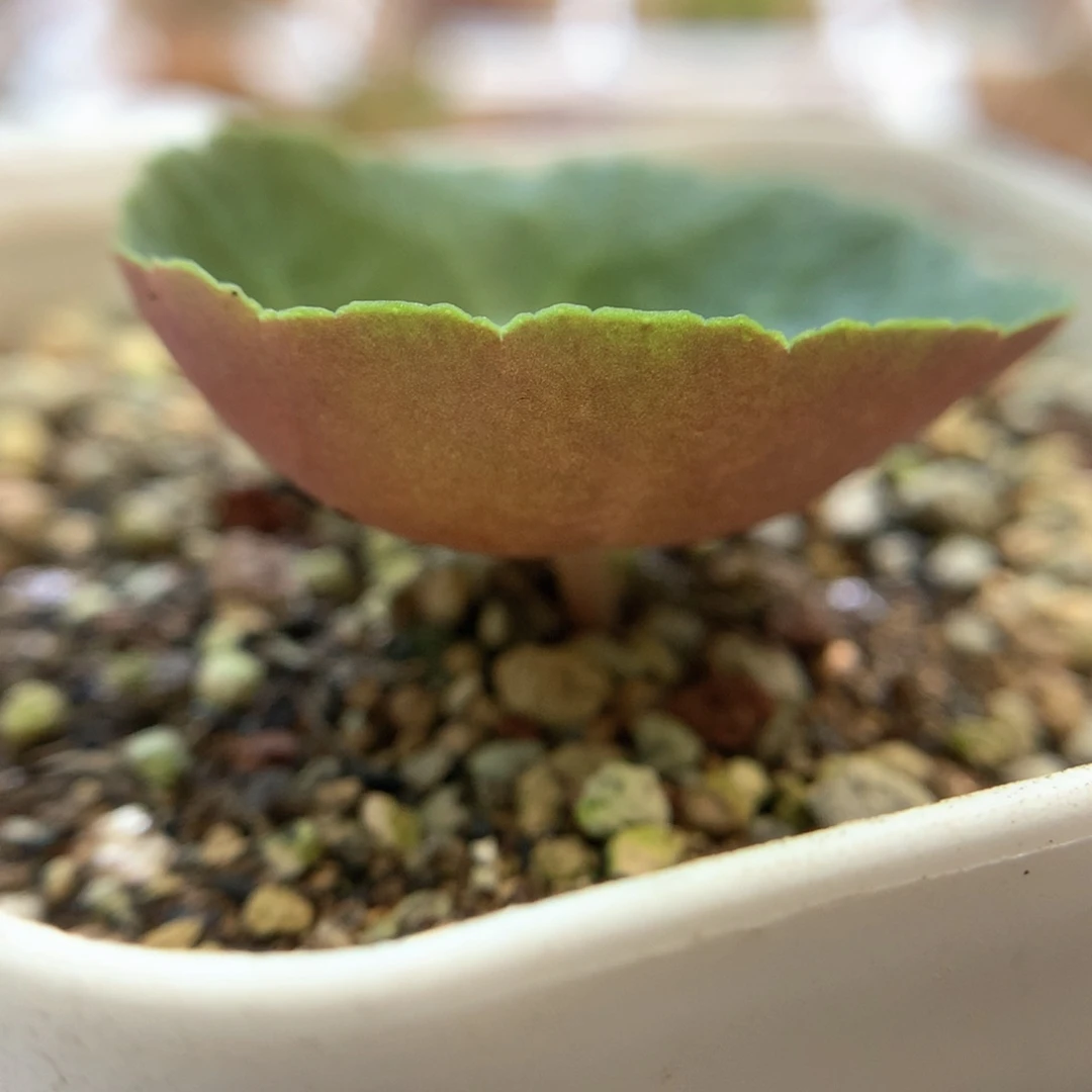 小雨伞 块根植物