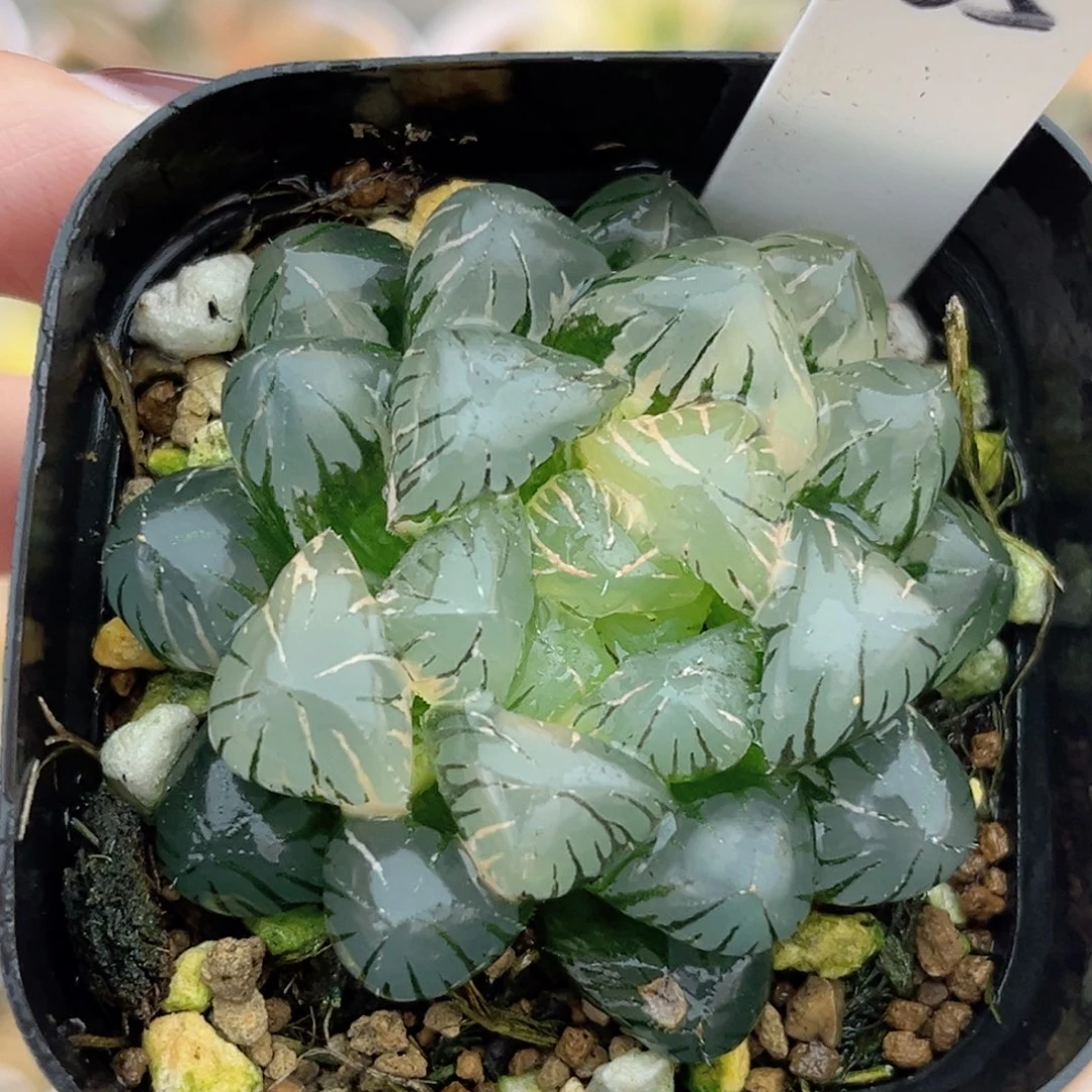 65冰灯玉露锦福利专场