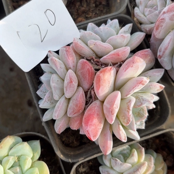 战后120呀呀呀呀呀呀雨啊呀雨爱爱爱