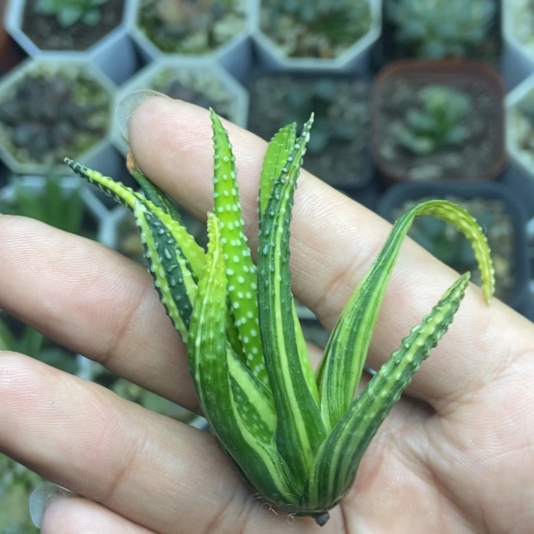 地上星锦一物一拍