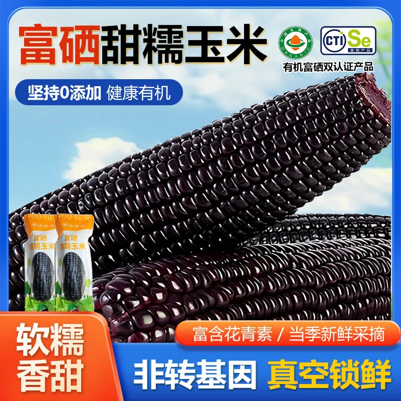 【源食生活】有机富硒黑糯玉米10穗/箱 真空锁鲜独立包装颗粒饱满