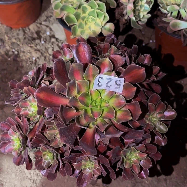 523花纳多肉植物不售后