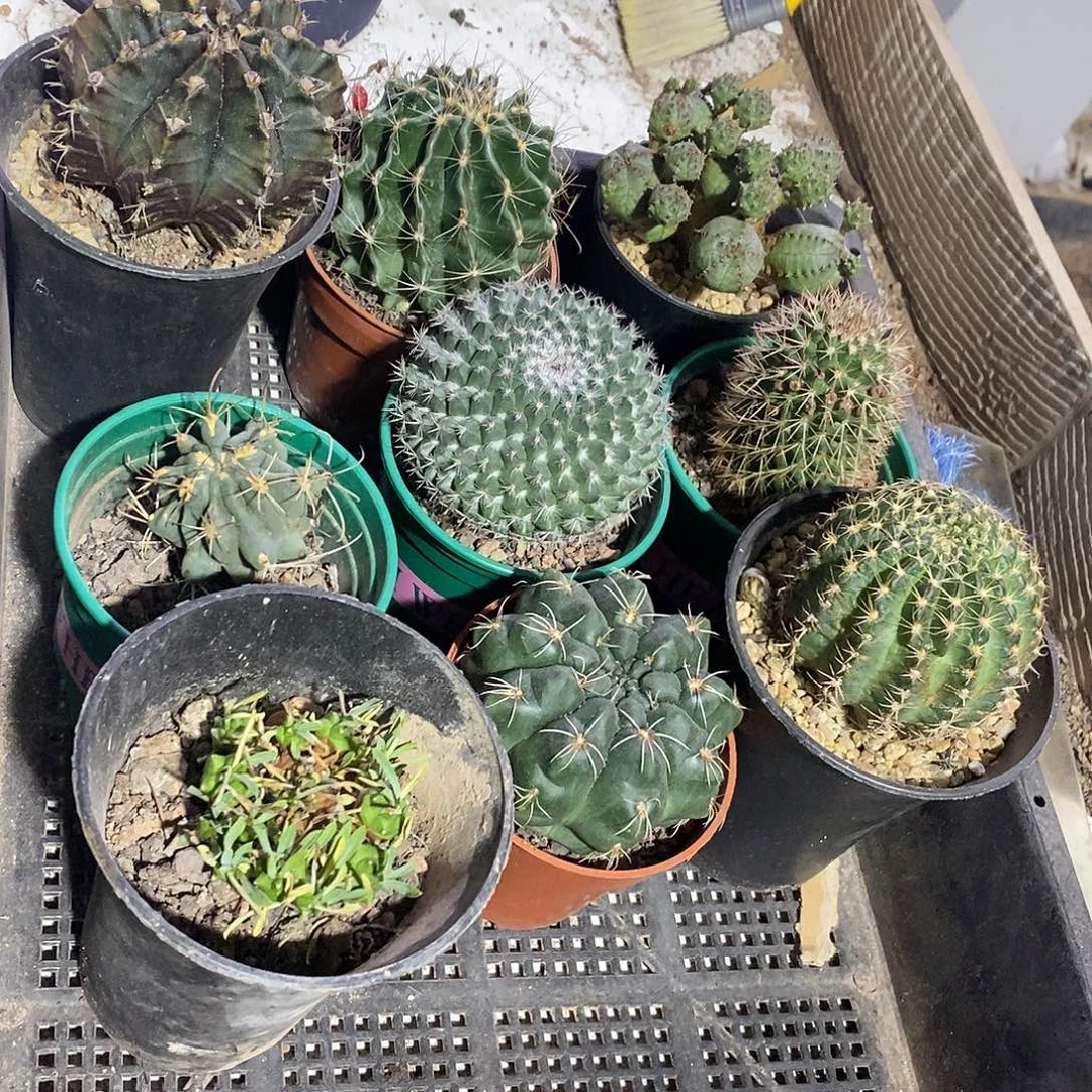 无花朵仙人球九个款框拍29.9米