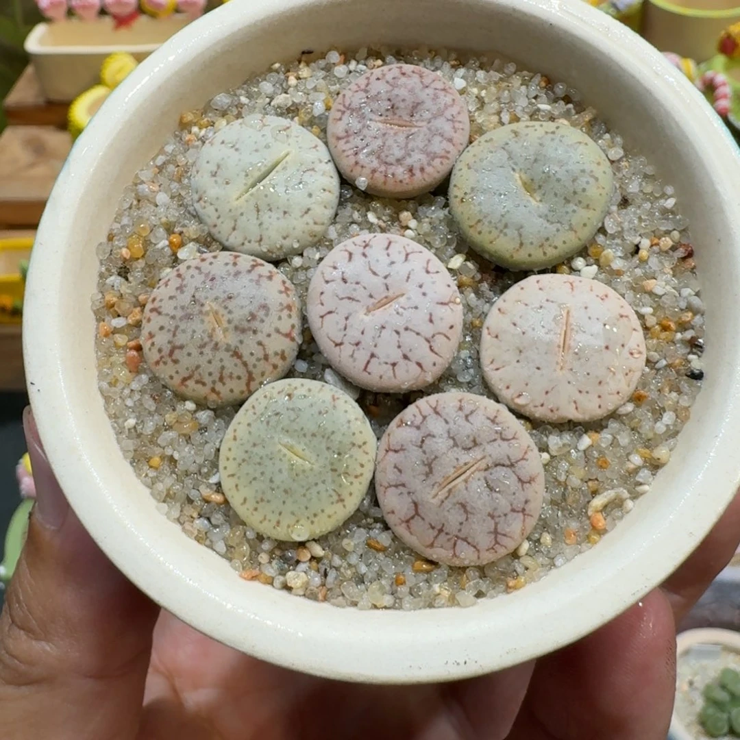 蘑菇1154彩曲多肉植物