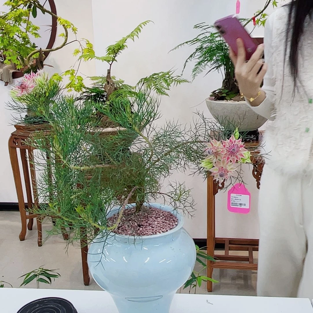 高端绿植一物一拍