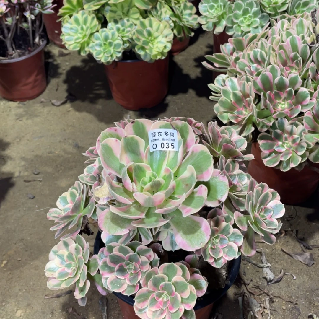 035七彩石多肉法师断枝不包