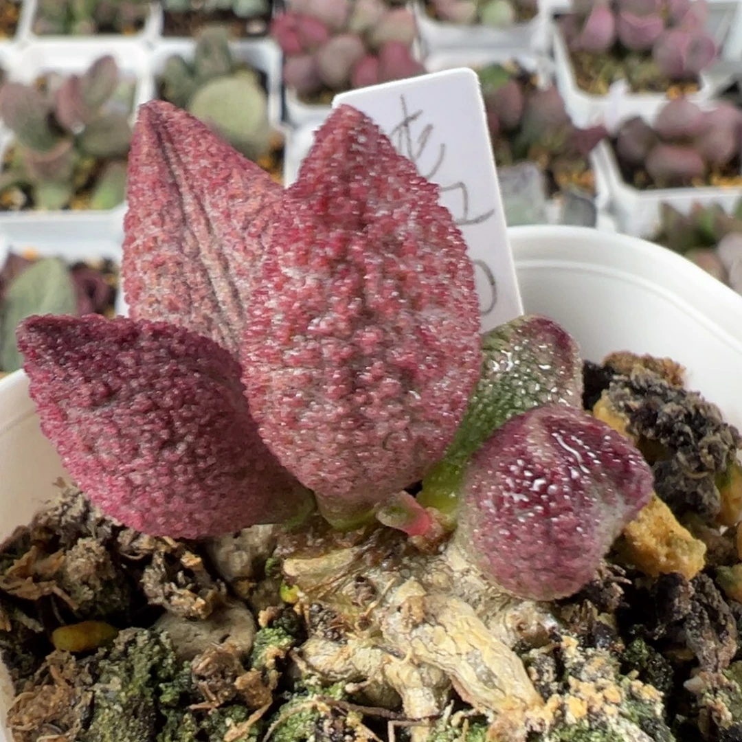w带桩纯红哈默多肉植物