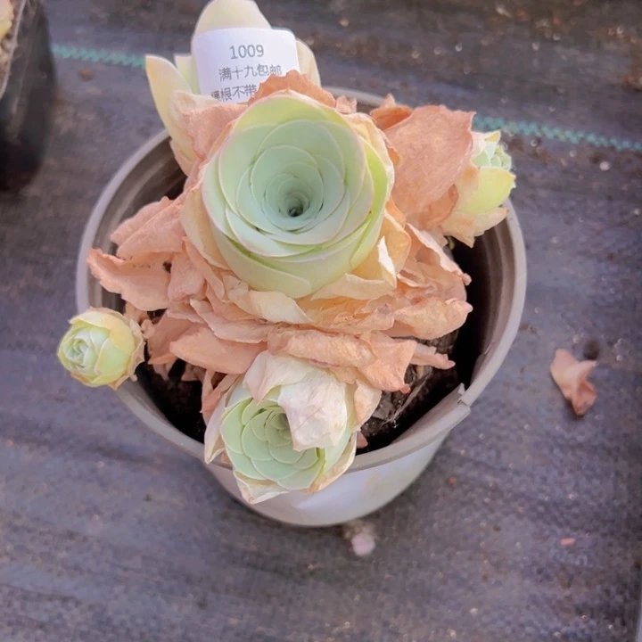 1009 裸根不带土发货不包损