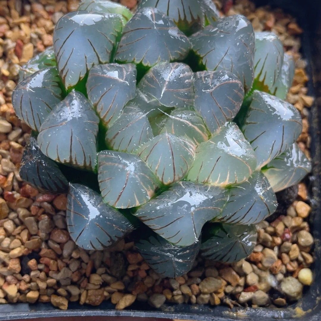 37.十二卷实生玉露锦。