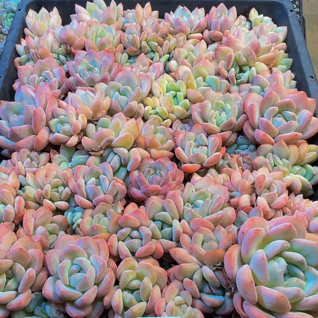 我***仔649多肉植物和植物的生长