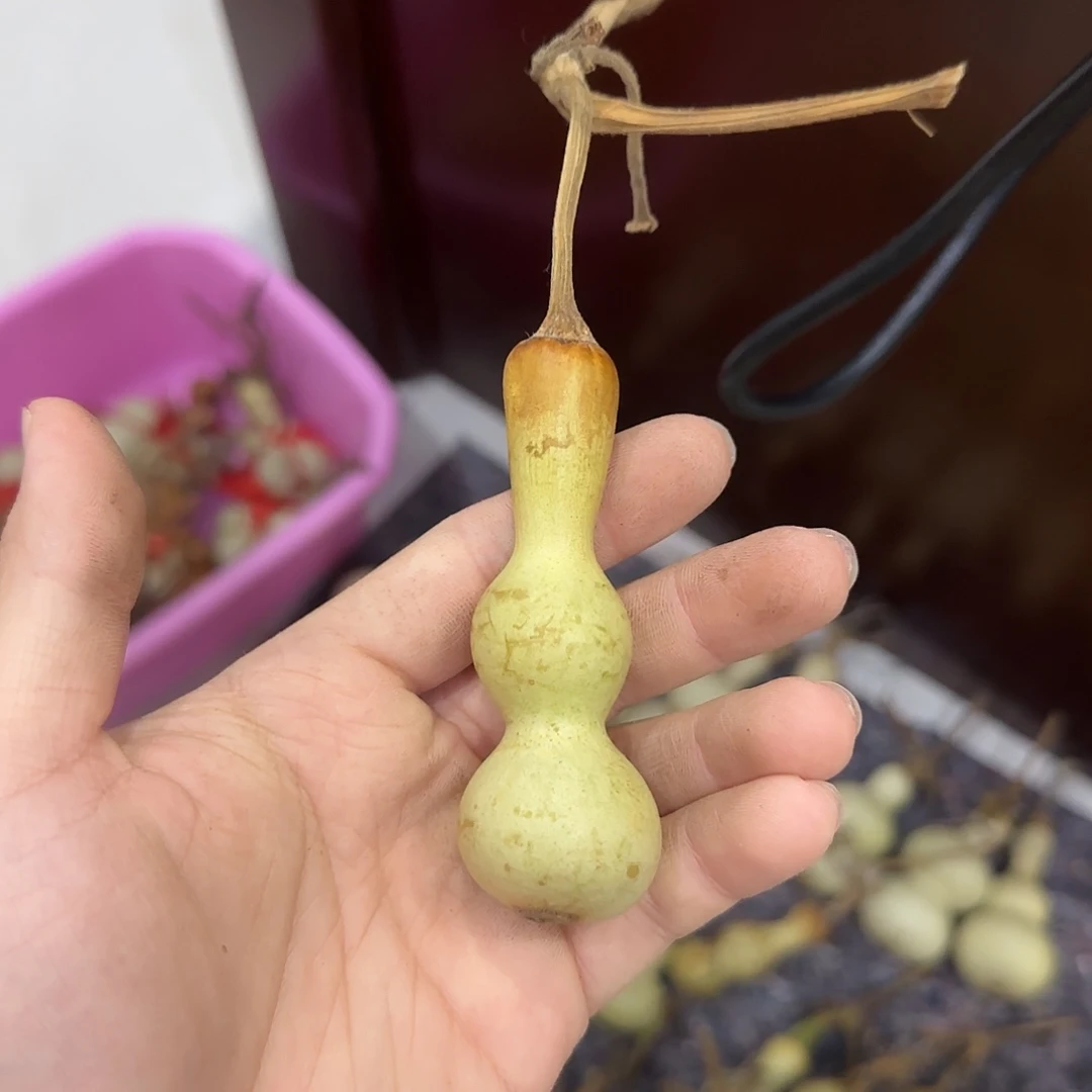 你***好葫芦dhsjdjdjddjdjsjs
